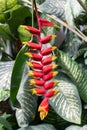 Hanging lobster claw, Heliconia rostrata, pendant flower